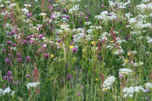 Floravård. Foto: Föreningen för Kulturmark.